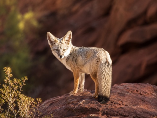 Wildlife photography category image