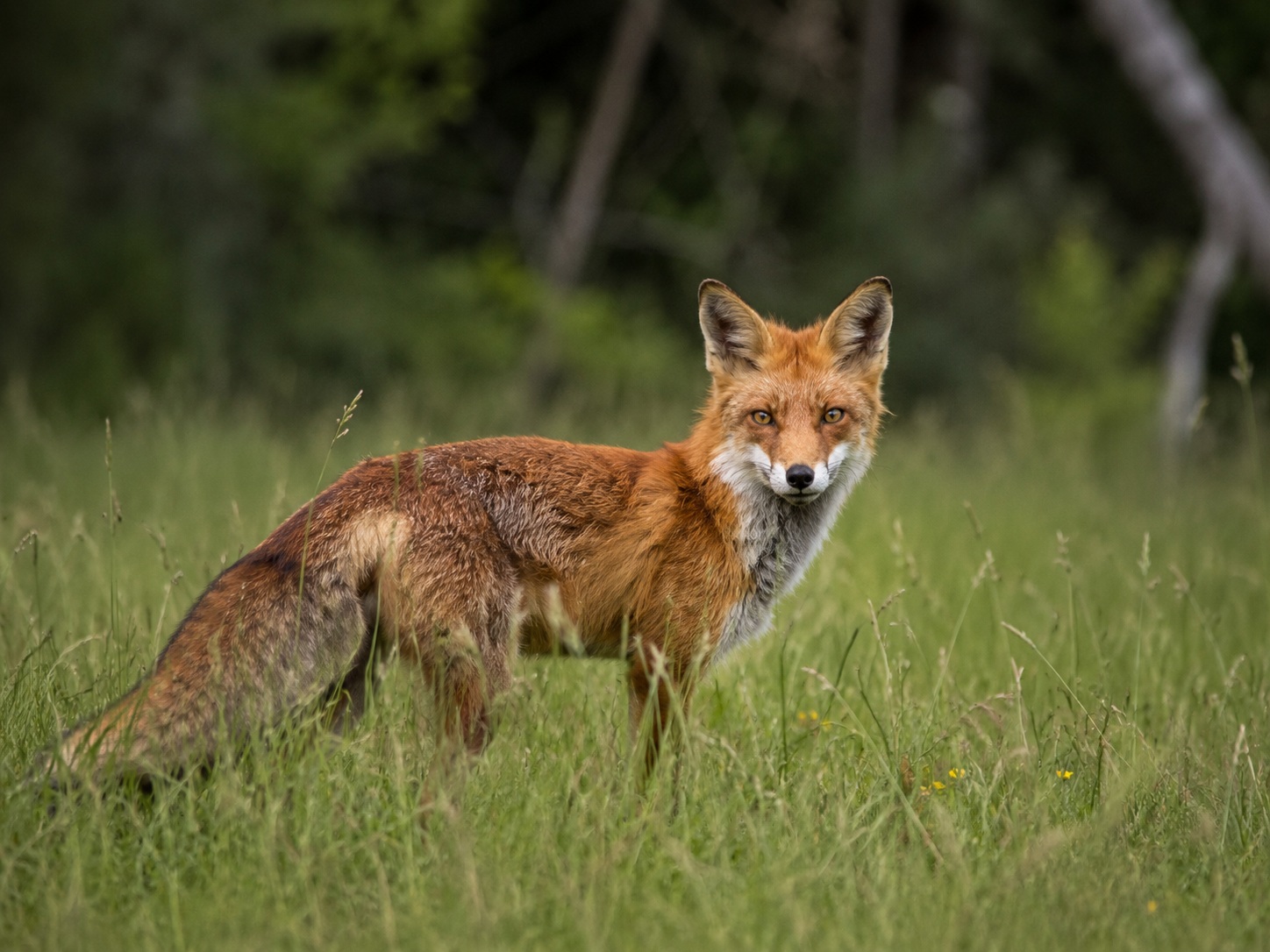 Vote option Forest Fox