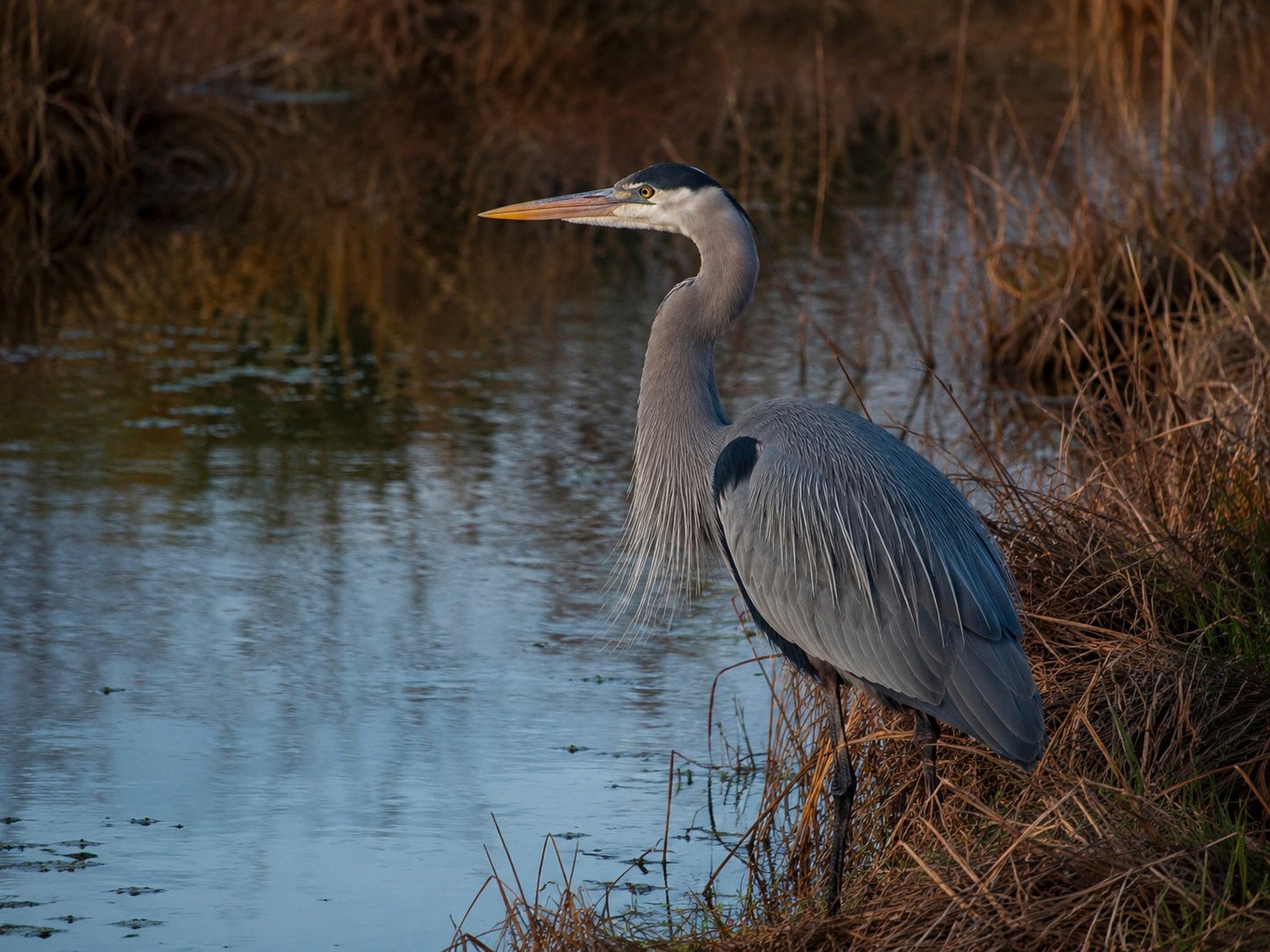 Vote option River Heron